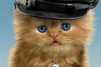 Baby Cat, Cute Live Wallpapers   Android Apps On Google Play