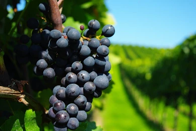 Grape In The Vineyard Wallpapers » WallDevil   Best Free HD Desktop ...