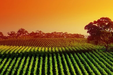 Landscapes Nature Fields Sunlight Vineyard Wallpapers
