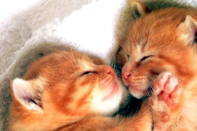 Wallpapers Cats Baby 1024x768