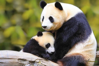 Baby Mother Wallpapers   Download Free Baby Mother Cute Baby Cat ...