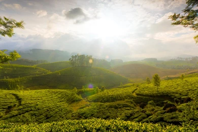 Hills Vineyard Fog Mist Sky Clouds Sunlight Trees Wallpapers ...