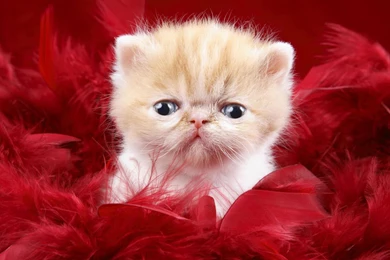 White Baby Cat Wallpapers