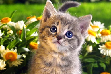 Download Free 100 Cute And Sweet Cat Wallpapers The Quotes Land