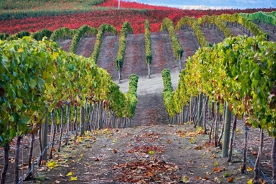 Vineyard Valley Windows 8 Wallpapers