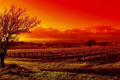 Vineyard Wallpapers, Desktop Wallpapers » GoodWP.com