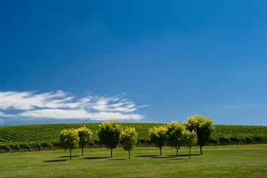 Vineyard Wallpapers And Images   Wallpapers, Pictures, Photos