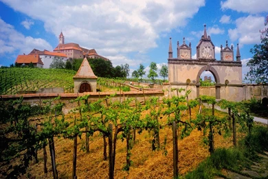 Austrian Vineyard Wallpapers And Images   Wallpapers, Pictures, Photos