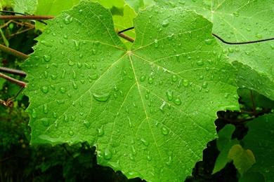 Vineyard HD Wallpapers