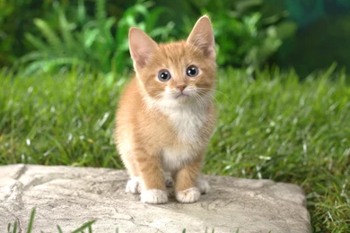 Santa, Claus, Kitty, Hd Cat Wallpapers, Kittens, Puffy Cats ...