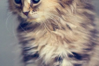 Baby Cat Mobile Wallpapers   Mobiles Wall