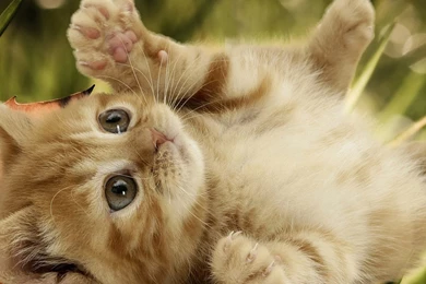Baby Cat Pictures Wallpapers