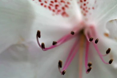 Wallpaper, Flowers, Custom, Search, Flores (