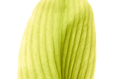 Download The New IOS 8 Wallpapers Here