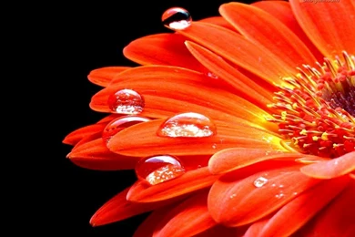 Nature Wallpapers Best Desktop Nature Wallpapers Desktop Wallpapers ...