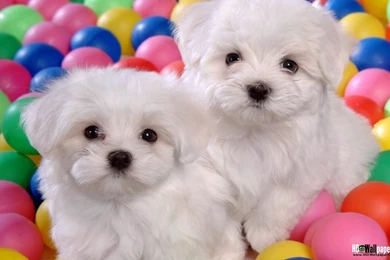 Wallpapers Download Free Image Search Cute Dogs Free Download ...