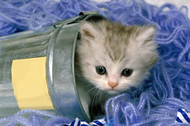 Cute Pokemon Full HD Wallpapers : Anime Wallpapers   Semrawut