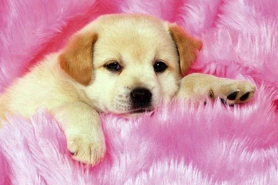 Cute Wallpapers For Download,desktop Wallpapers