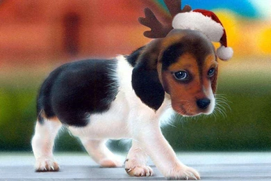 Cute Wallpapers Download Lovable And Adorable Cute Wallpapers Cute ...