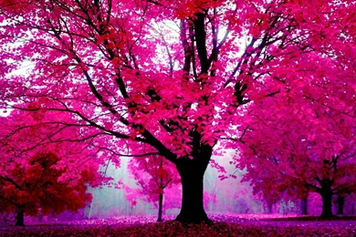 PINK WALLPAPER TUMBLR HD WF1006