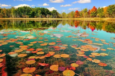 Nature Beautiful Wallpapers