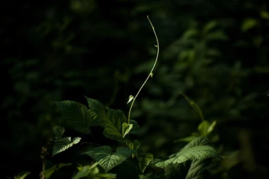 Natural Desktop Wallpapers 20688