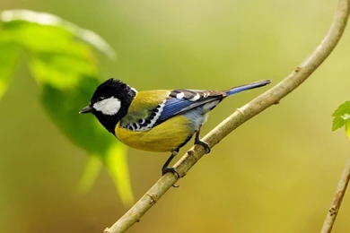 Download Wallpapers Free: Hd Birds Wallpapers