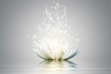 Lotus Flower Wallpapers   1366