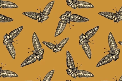 Timorous Beasties Devine Moth Wallpapers