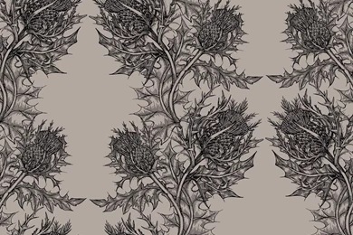 Timorous Beasties Wallcoverings   Thistle Wallpapers