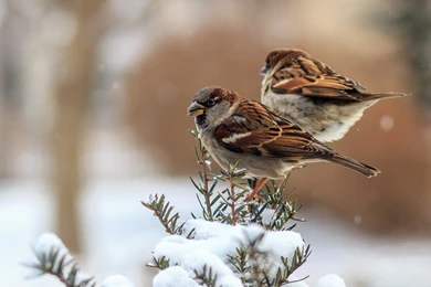 Swan Birds Wallpapers HD Download Of Beautiful Birds