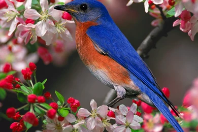 Birds Wallpaper, Blue Bird Wallpaper, Wallpapers Birds