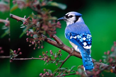 Hd Beautiful Bird Free High Quality Free Pictures For Computer ...