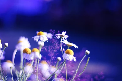 Pretty Blue Flower Wallpapers