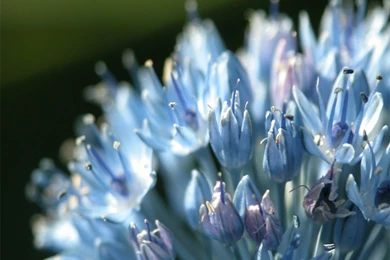 Light Blue Flowers Wallpapers   Crazy Frankenstein