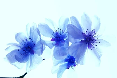 Blue Flowers Images And Wallpapers Download