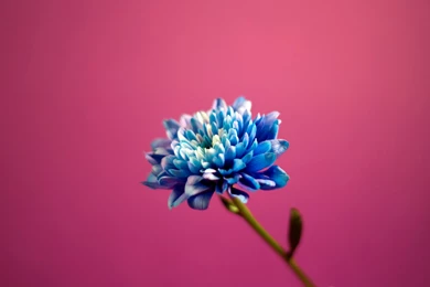 Full HD Pictures Pretty Blue Flower 966.55 KB