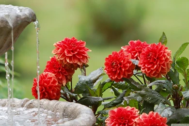 Moril Dahlias And Water Fountain HD Desktop Wallpapers : High ...