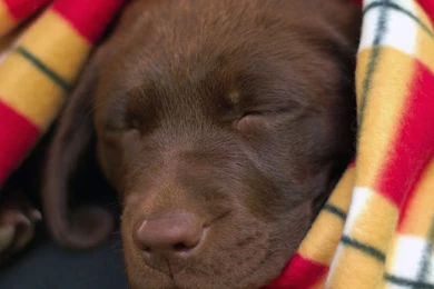 Labrador Retriever Wallpapers   Chocolate Lab Puppy Asleep In Blanket