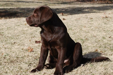 Labrador Dog Wallpapers Desktop