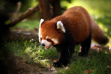 Extraordinary Red Panda In 1280x800 Resolution   HD Desktop Wallpapers