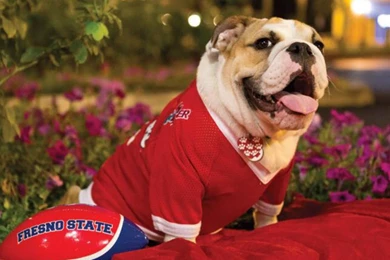 Fresno State's Bulldog Mascot Passes Away After Bee Sting