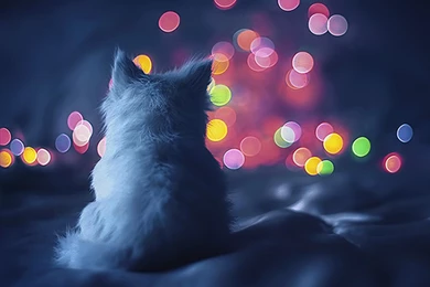 Cats: Waiting Night Fall Cat Cats HD Wallpapers For HD 16:9 High ...