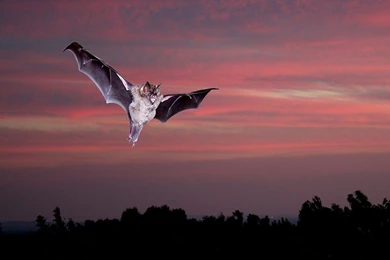 Birds: Bat Bird Nature Animal Phone Wallpapers For HD 16:9 High ...