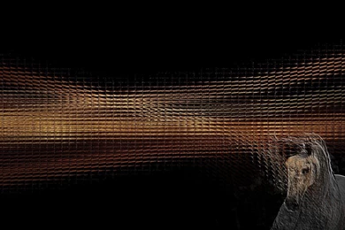 Horses: Apophysis Horse Dark Phone Wallpapers For HD 16:9 High ...