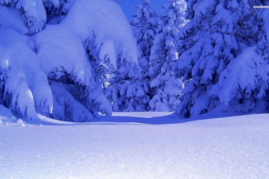 Pure White Snow In The Forest, Tree, Winter, Nature, 1920x1200 HD ...