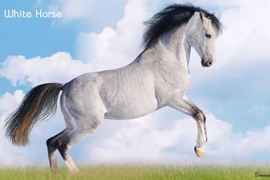 Beautiful White Horse Wallpapers   ImgMob