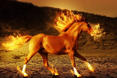 Horse Fire 3d Art Psychedelic G Wallpapers