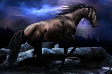Black Horse Wallpapers Desktop Hd Free Desk Wallpapers