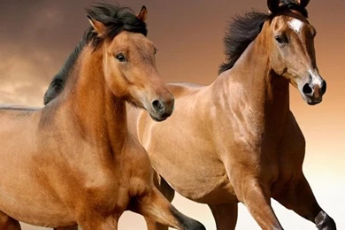 Horses Live Wallpapers   Android Apps On Google Play
